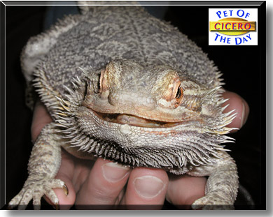 Cicero, the Pet of the Day