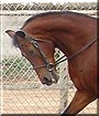 Starbucks the Arabian, Saddlebred mix