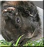 Panka the Abyssinian Guinea Pig