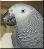 Simon the African Grey