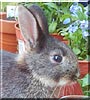Bernie the Netherland Dwarf Rabbit