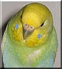 China the Budgie
