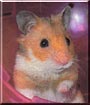 Hayley the Golden Hamster