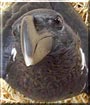 Oracle the African White Necked Raven