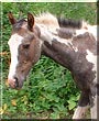 Angel the Arabian Quarter Horse