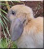 Caramel the Dwarf lop rabbit
