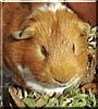 Rocky the Danish guinea pig