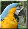 Buster the Blue and Gold Macaw