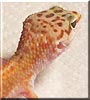 Ron the Leopard Gecko