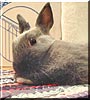 Tazzy the Netherland Dwarf Rabbit