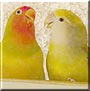 Elmo, Monae the Lovebirds