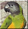 Clyde the Senegal Parrot