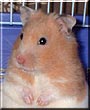 Hamlin the Teddy Bear Hamster
