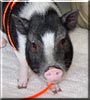 Cromwell the Vietnamese Potbelly Pig