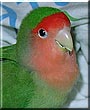 Sassy the Peach Faced Lovebird