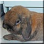Floppy the Holland Lop rabbit