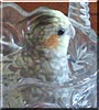 Avi the Pearl Cockatiel