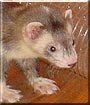 Scooter the Ferret