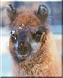 Janelle the Llama