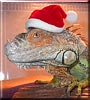 Johnny the Green Iguana