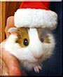 Jaws the Guinea Pig