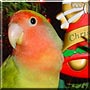 Sonnie the Peach Face Pied Lovebird