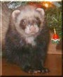 Farrah the Ferret