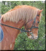 Toby the Welsh Pony