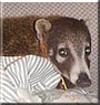 Penelope the Coatimundi