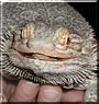 Cicero the Bearded Dragon