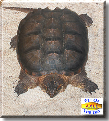 Axle, the Pet of the Day