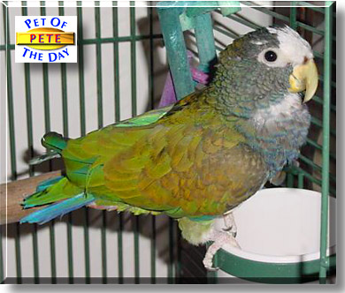 Pete, the Pet of the Day
