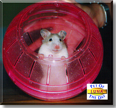 Luna, the Pet of the Day