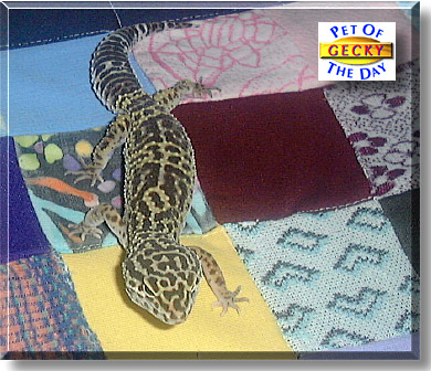 Gecky, the Pet of the Day