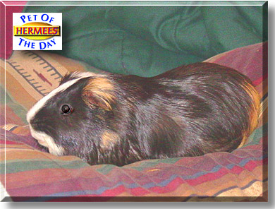 Hermees, the Pet of the Day
