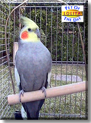 Lolita, the Pet of the Day