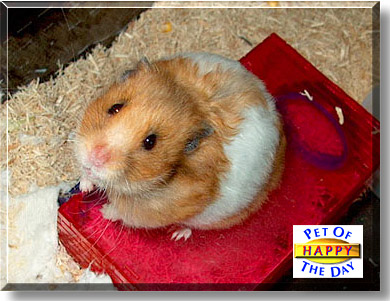 Happy, the Pet of the Day