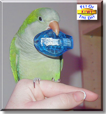 Boreal Kiwi Greenspan Sunset, the Pet of the Day