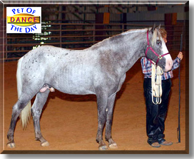 Dance Magic, the Pet of the Day