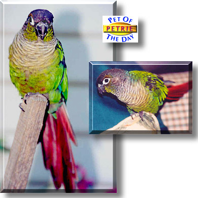 Petrie, the Pet of the Day