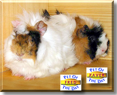 Fred & Xaver, the Pet of the Day