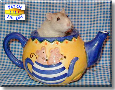 Lily, the Pet of the Day