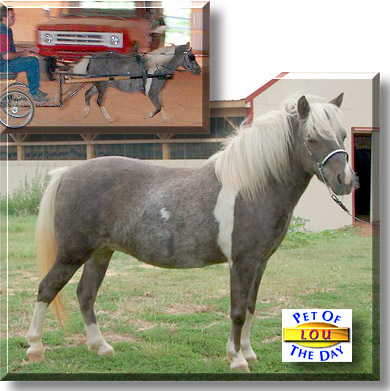 Edgewoods, the Pet of the Day