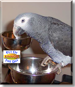 Rinngo, the Pet of the Day