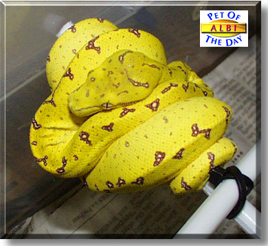 Albi, the Pet of the Day
