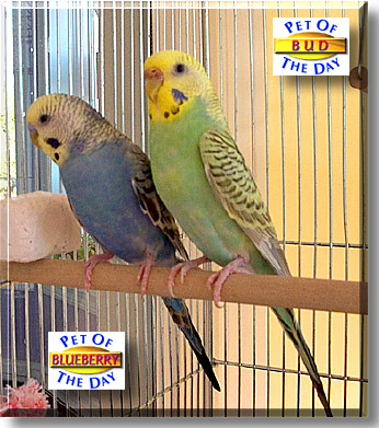 Blueberry and Bud, the Pet of the Day