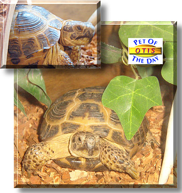 Otis, the Pet of the Day