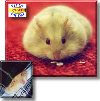 Chai, the Pet of the Day