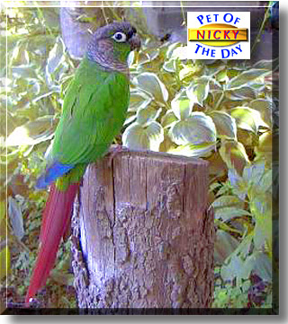 Nicky, the Pet of the Day
