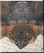 Axle the Common Snapping Turtle